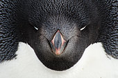 Adelie penguin (Pygoscelis adeliae) asleep on its nest, Antarctica