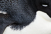 Adelie penguin (Pygoscelis adeliae) asleep on its nest, Antarctica