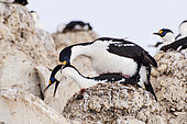 Imperial Cormorant (Leucocarbo atriceps) mating on nest, Antarctica