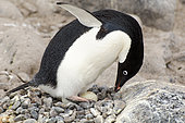 Adelie penguin (Pygoscelis adeliae) on its nest incubating two eggs, Antarctica