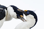 Imperial Cormorant (Leucocarbo atriceps) grooming, Antarctica