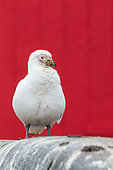 Snowy Sheathbill (Chionis alba) in front of the hutte of a scientific station, Antarctica, Antarctica