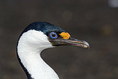 Portrait of Imperial Cormorant (Leucocarbo atriceps), Antarctica
