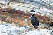 Imperial cormorant (Leucocarbo atriceps) on a rock, South Georgia