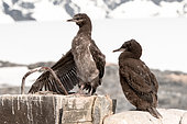 Imperial Shag (Phalacrocorax atriceps) chicks in nest, Antarctica