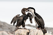 Imperial Cormorant (Leucocarbo atriceps) adult feeding its young at nest, Antarctica