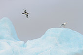 Glaucous Gull (Larus hyperboreus) on iceberg flying over a northern fulmar (Fulmarus glacialis), Svalbard
