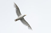 Glaucous Gull (Larus hyperboreus) in flight, Svalbard