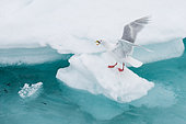Glaucous Gull (Larus hyperboreus) eating a fish on ice, Svalbard