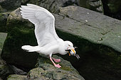 Glaucous Gull (Larus hyperboreus) eating a Brünnich's Guillemot (Uria lomvia) chick, Svalbard