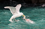 Glaucous Gull (Larus hyperboreus) eating the remaions of a Kittiwake (Rissa tridactyla) head,, Svalbard