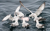 Southern Fulmar (Fulmarus glacialoides) group eating the remains of a Southern Elephant Seal (Mirounga leonina), Antarctica