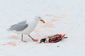 Glaucous Gull (Larus hyperboreus) eating a Brünnich's Guillemot (Uria lomvia) on snow, Svalbard