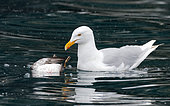 Glaucous Gull (Larus hyperboreus) eating a Brünnich's Guillemot (Uria lomvia), Svalbard
