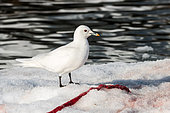Ivory Gull (Pagophila eburnea) eating the remains of a seal on ice, Svalbard