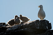 Glaucous Gull (Larus hyperboreus) adult and three chicks, Svalbard