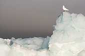 Ivory Gull (Pagophila eburnea) on an iceberg, Svalbard