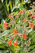 Zauschneria californica 'Glasnevin'