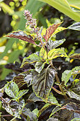 Ocinum basilicum purpurascens 'Purple Ruffles'