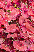 Solenostemum scutellaroides 'Wizard Velvet'
