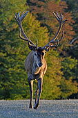 Red Deer (Cervus elaphus) during the slaughter period, Haute-Saône, France
