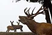 Red Deer (Cervus elaphus) male and his hind herd during the slaughter period, Haute-Saône, France