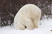 Polar Bear (Ursus maritimus) doing a somersault, Churchill, Manitoba, Canada, North America