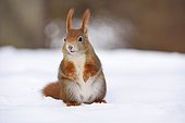 Red Squirrel (Sciurus vulgaris) in the snow in winter, Leipzig, Saxony, Germany, Europe
