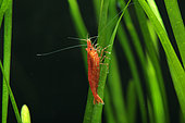Shrimp (Neocaridina davidi), Red cherry shrimp en aquarium