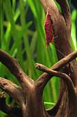 Shrimp (Neocaridina davidi), Red cherry shrimp en aquarium