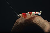 Red Crystal shrimp (Caridina logemanni), Bee Mosura Shrimp
