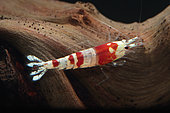 Red Crystal shrimp (Caridina logemanni), Bee Mosura Shrimp