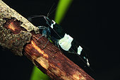 Black Crystal shrimp (Caridina logemanni), Taiwan Bee Black Panda Shrimp