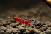 Red Crystal shrimp (Caridina logemanni), Red Wine Shrimp