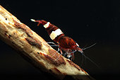Red Crystal shrimp (Caridina logemanni), Taiwan Bee Red Panda Shrimp