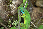 Green lizard (Lacerta bilineata), mating prelude of Green lizard, Alsace, France