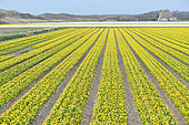 Daffodil field (Narcissus sp) in bloom, Texel Island, Netherlands
