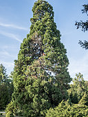 Sequoia sempervivens 'Red Wood'