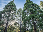 Sequoia sempervirens 'Red Wood'