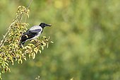 Hooded Crow (Corvus corone cornix) on a branch with fruit, Italy