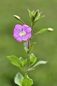 Great Hairy Willowherb (Epilobium hirsutum) flower, Savoie, France
