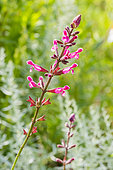 Salvia involucrata 'Mulberry Jam'
