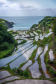 Hamamoura 's rice field, Japan