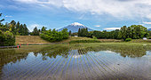Mont Fuji's view along Gotemba's rice field, Shizuoka, Japan