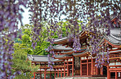 Byodin temple with wysteria in full bloom, Kyôto, Japan
