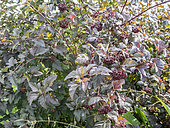 Physocarpus opulifolius 'Diablo'