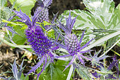 Eryngium planum 'Purple Sheen'
