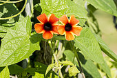 Thunbergia alata ‘Tangerine Slice'