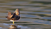 Common Snipe (Gallinago gallinago) in water, Kerkini lake, Greece