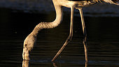 Greater Flamingo (Phoenicopterus roseus) in water, Kerkini lake, Greece
